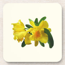 Yellow Cattleya Orchids cork coasters