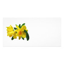 Yellow Cattleya Orchids photo cards