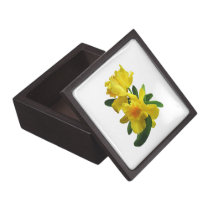 Yellow Cattleya Orchids premium gift boxes