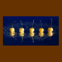 yellow cherries_4 posters