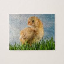 Yellow Chick in Grass Photo Puzzles