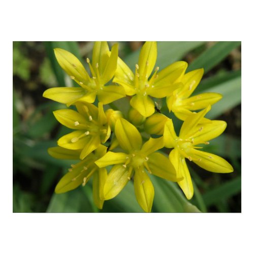 Yellow Chionodoxa Print print