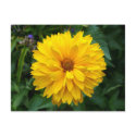 Yellow Chrysanthemum postcards by artberry Yellow Chrysanthemum postcards