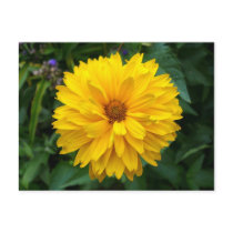 Yellow Chrysanthemum postcards