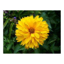 Yellow Chrysanthemum posters by artberry Yellow Chrysanthemum posters