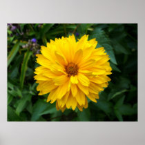 Yellow Chrysanthemum Poster