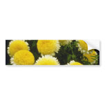 lemon, flowers, flowering, potted, plants,