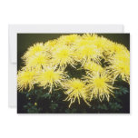 sunglow, cream, flowers, flowering, potted,