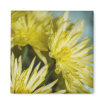 yellow chrysanthemums magnets by VioDePhoto yellow chrysanthemums magnets