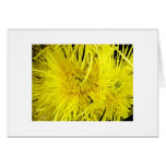 chrysanthemum, flower, flora, plant, blossom