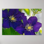Yellow Clematis flowers flowers Posters