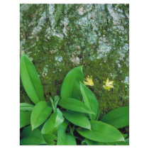 Yellow Clintonia Full Color Flyer