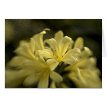 Yellow Clivia Greeting Card