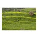 Yellow Clover posters