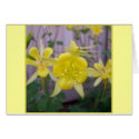 Yellow columbine cards by marierm Yellow columbine cards