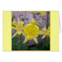 Yellow columbine cards by marierm Yellow columbine cards