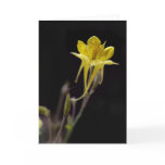 Yellow Columbine Greeting Cards
