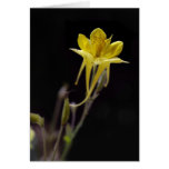 Yellow Columbine Greeting Cards