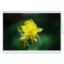 Yellow Columbine Wildflower cards by nlarson Yellow Columbine Wildflower cards