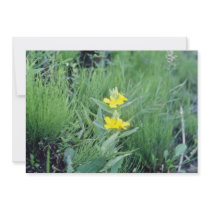 yellow Common Evening-Primrose (Oenothera Biennis) Invites