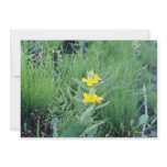 yellow Common Evening-Primrose (Oenothera Biennis) Invites