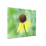 Yellow Coneflower - Echinacea Paradoxa Stretched Canvas Prints