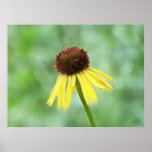 Yellow Coneflower - Echinacea Paradoxa Poster
