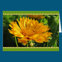 Yellow Coreopsis Flower cards