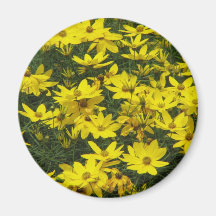 Yellow Coreopsis Flowers Round Magnet