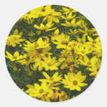 Yellow Coreopsis Flowers Sticker