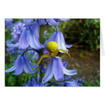 Yellow Crab / Flower Spider cards by artberry Yellow Crab / Flower Spider cards