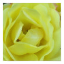 Yellow Cream Rose Impression posters