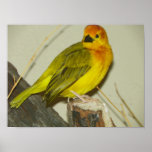 yellow crested finch print