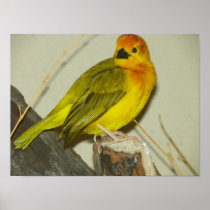 yellow crested finch print