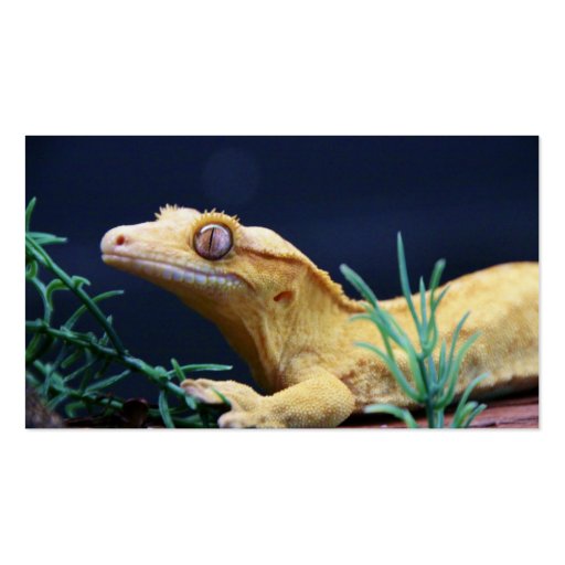 Yellow Crested Gecko Resting Business Cards (front side)