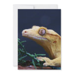 Yellow Crested Gecko Resting Invites