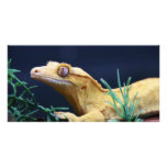 Yellow Crested Gecko Resting Photo Card Template