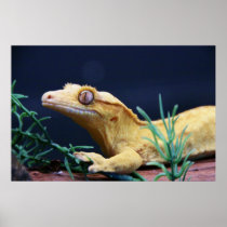 Yellow Crested Gecko Resting Posters