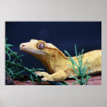 Yellow Crested Gecko Resting posters