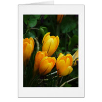 Yellow Crocus cards by cheycobb Yellow Crocus cards