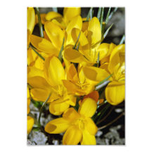 Yellow Crocus Flowers Photo Art
