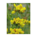 Yellow Crown-vetch, Unalaska Island postcards