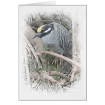 Yellow Crowned Night Heron Greeting Card