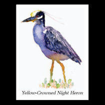 Yellow-Crowned Night Heron postcard postcards