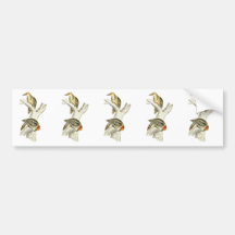 Yellow-crowned or Mahratta Woodpecker Bumper Sticker