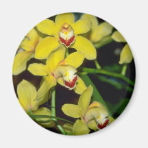 yellow Cymbidium flowers Refrigerator Magnet