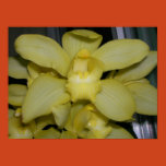 orchid, cymbidium, flower, garden, poster