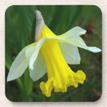 Yellow Daffodil Beverage Coaster