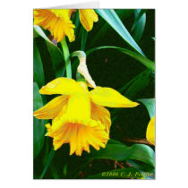 'Yellow Daffodil' cards by Pro_Artz 'Yellow Daffodil' cards