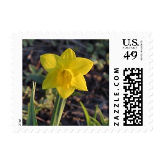 Yellow Daffodil Flower Postage Stamp